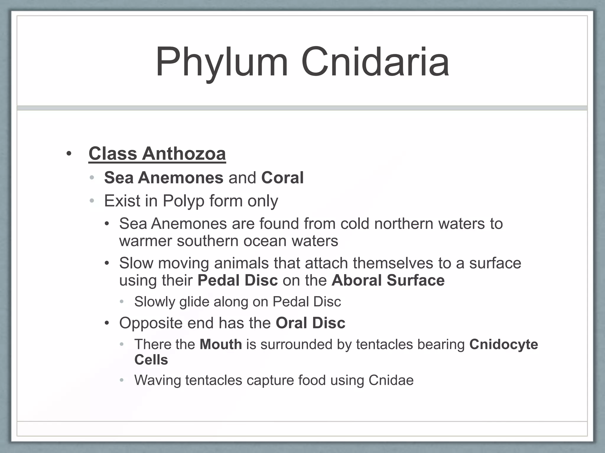 Phylum Cnidaria

• Class Anthozoa
  • Sea Anemones and Coral
  • Exist in Polyp form only
   • Sea Anemones are found from cold northern waters to
     warmer southern ocean waters
   • Slow moving animals that attach themselves to a surface
     using their Pedal Disc on the Aboral Surface
     • Slowly glide along on Pedal Disc
   • Opposite end has the Oral Disc
     • There the Mouth is surrounded by tentacles bearing Cnidocyte
       Cells
     • Waving tentacles capture food using Cnidae
 