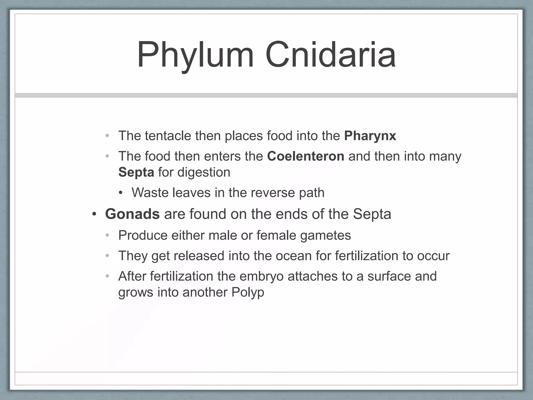 Phylum Cnidaria

 • The tentacle then places food into the Pharynx
 • The food then enters the Coelenteron and then into many
   Septa for digestion
   • Waste leaves in the reverse path
• Gonads are found on the ends of the Septa
 • Produce either male or female gametes
 • They get released into the ocean for fertilization to occur
 • After fertilization the embryo attaches to a surface and
   grows into another Polyp
 