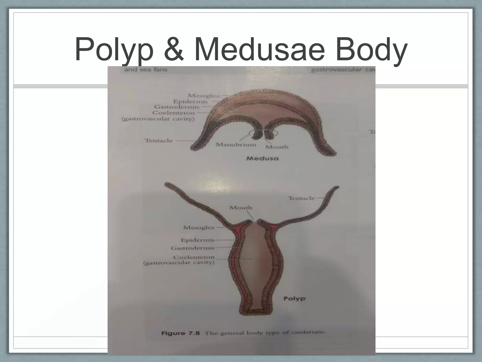Polyp & Medusae Body
 