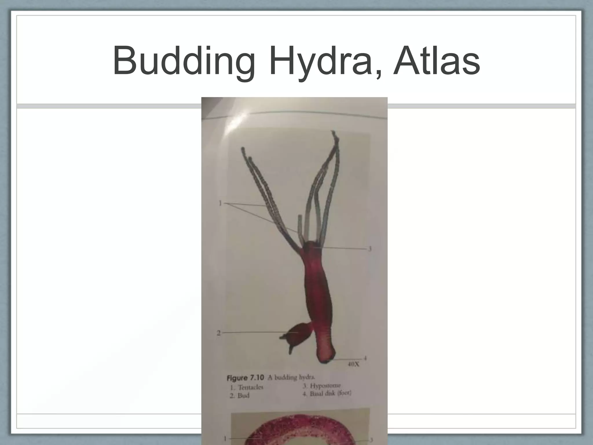 Budding Hydra, Atlas
 