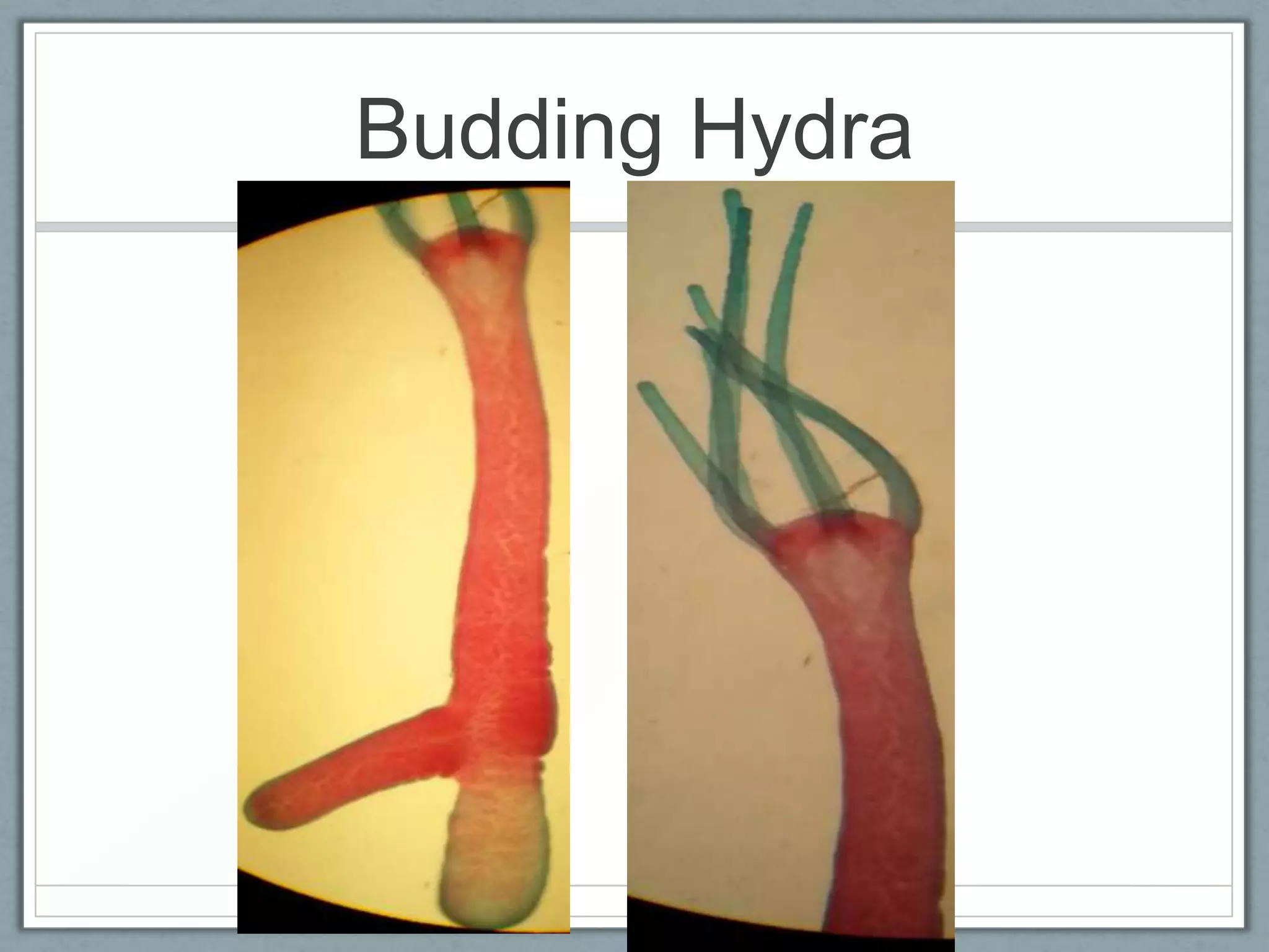 Budding Hydra
 