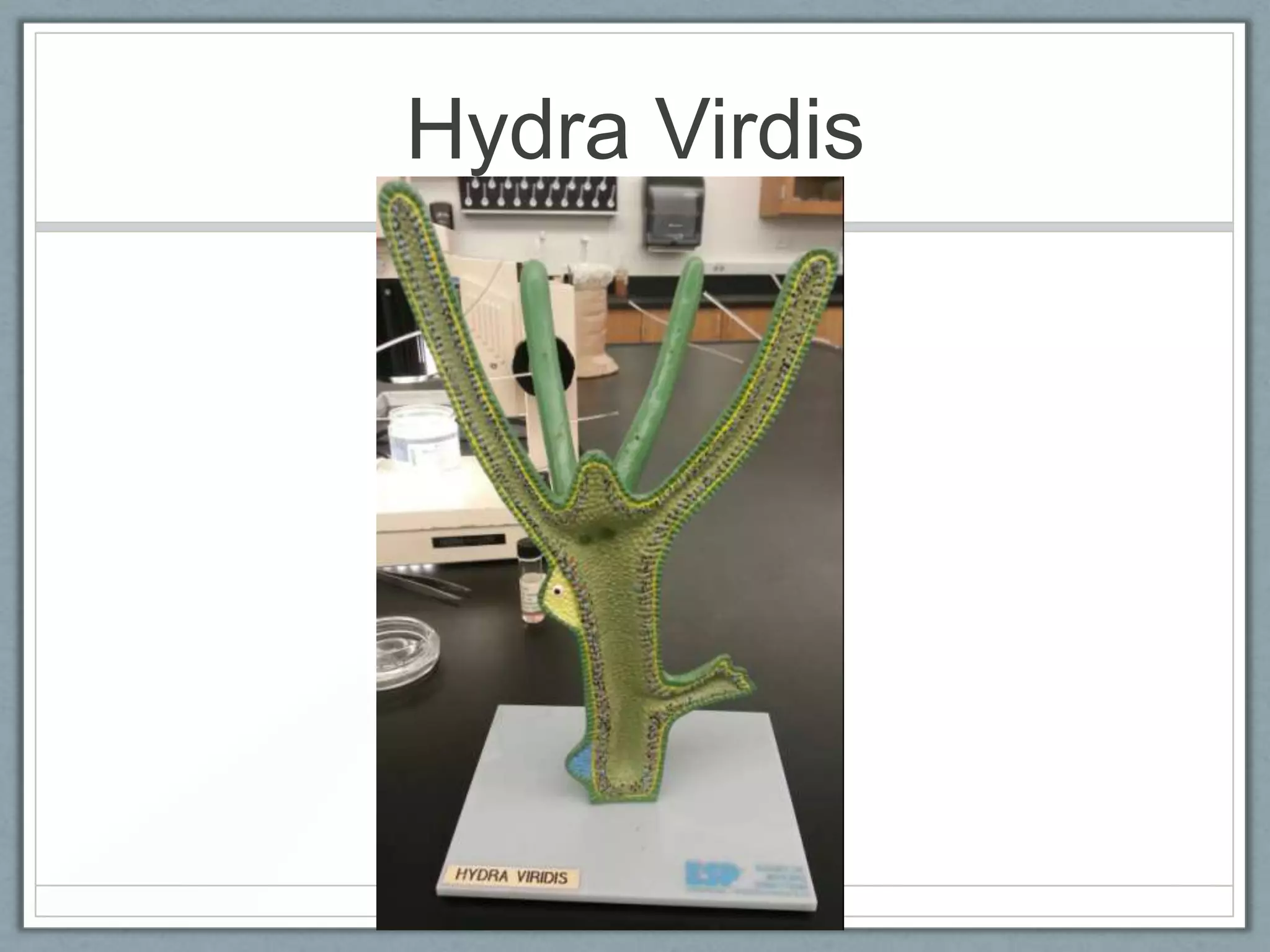 Hydra Virdis
 