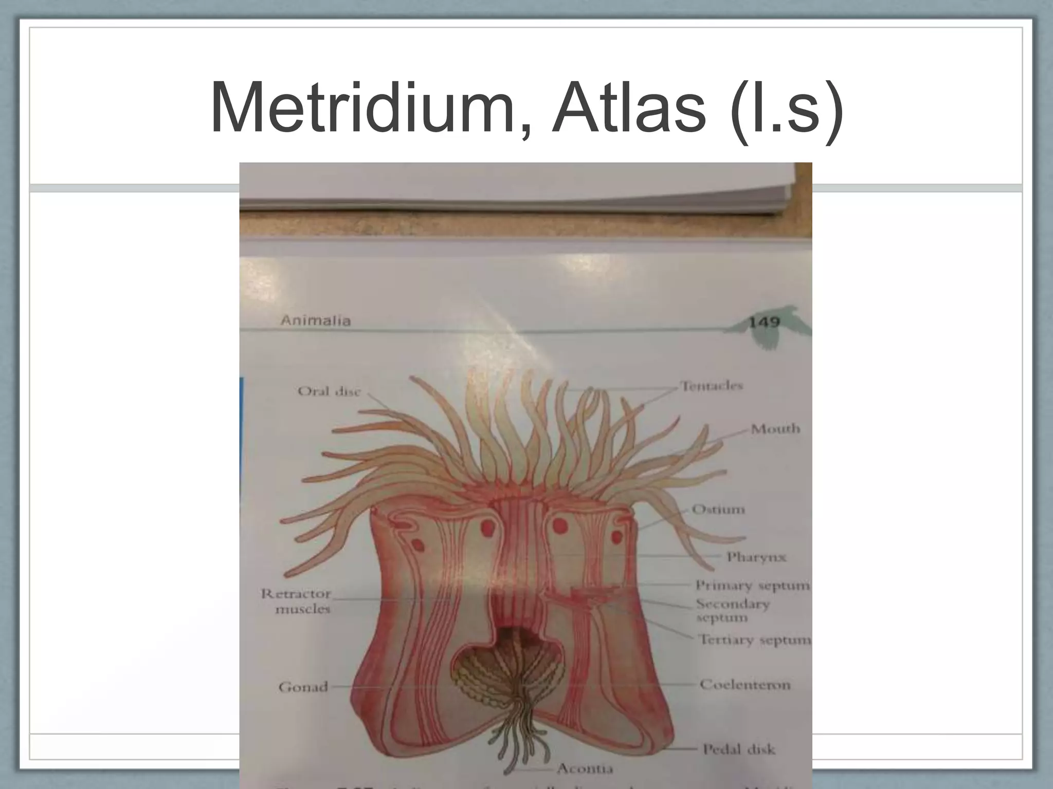 Metridium, Atlas (l.s)
 