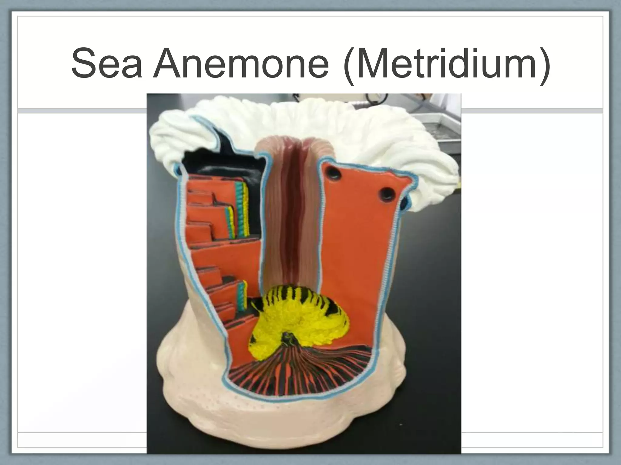 Sea Anemone (Metridium)
 