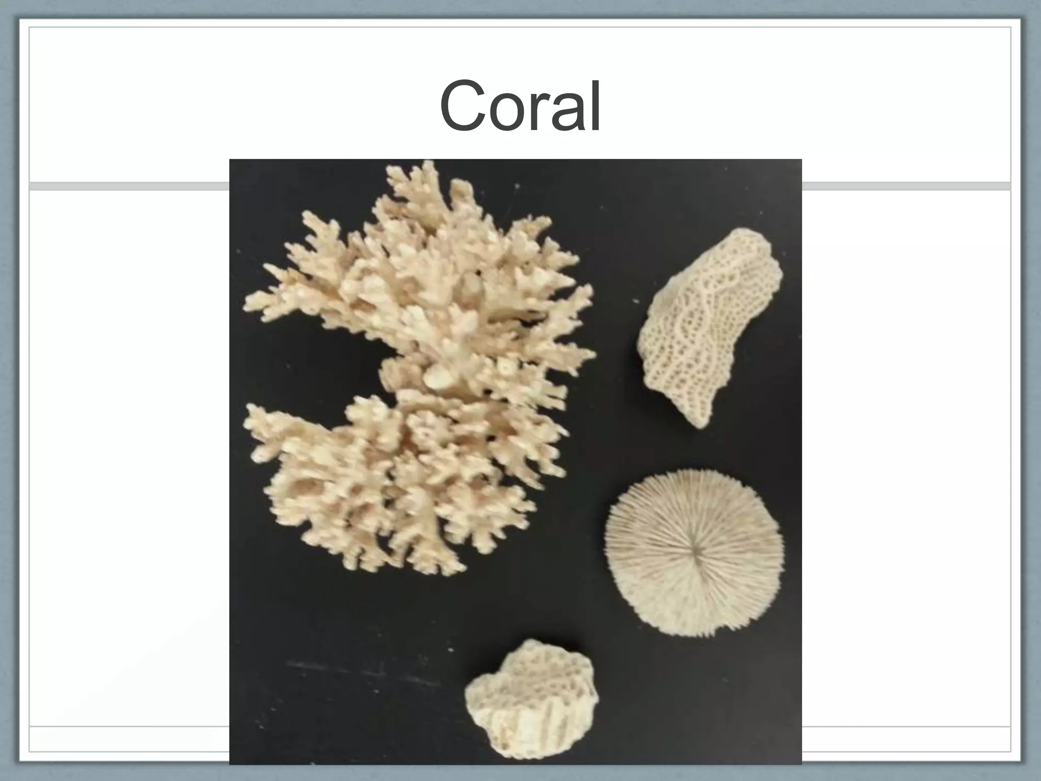 Coral
 