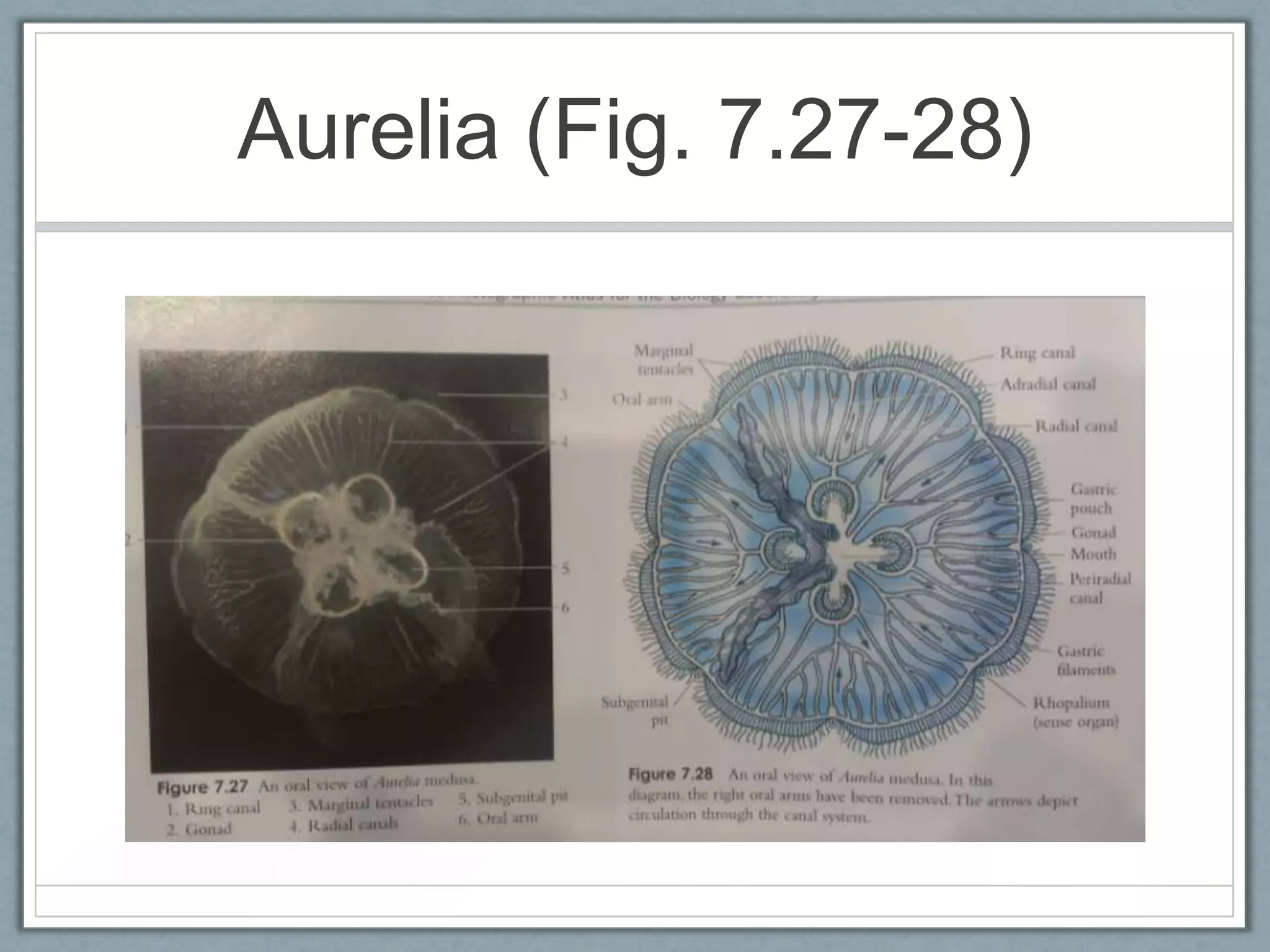 Aurelia (Fig. 7.27-28)
 