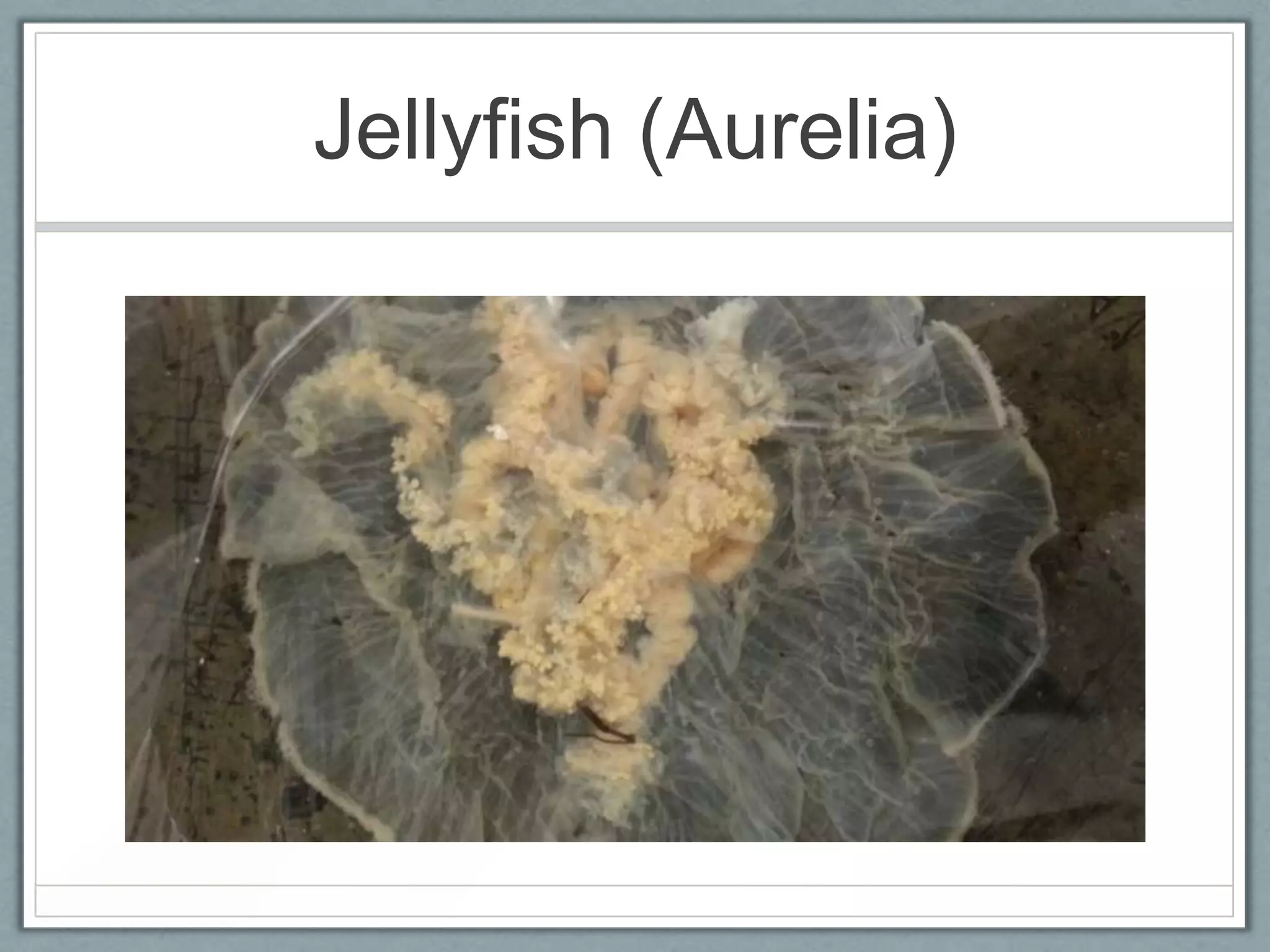 Jellyfish (Aurelia)
 