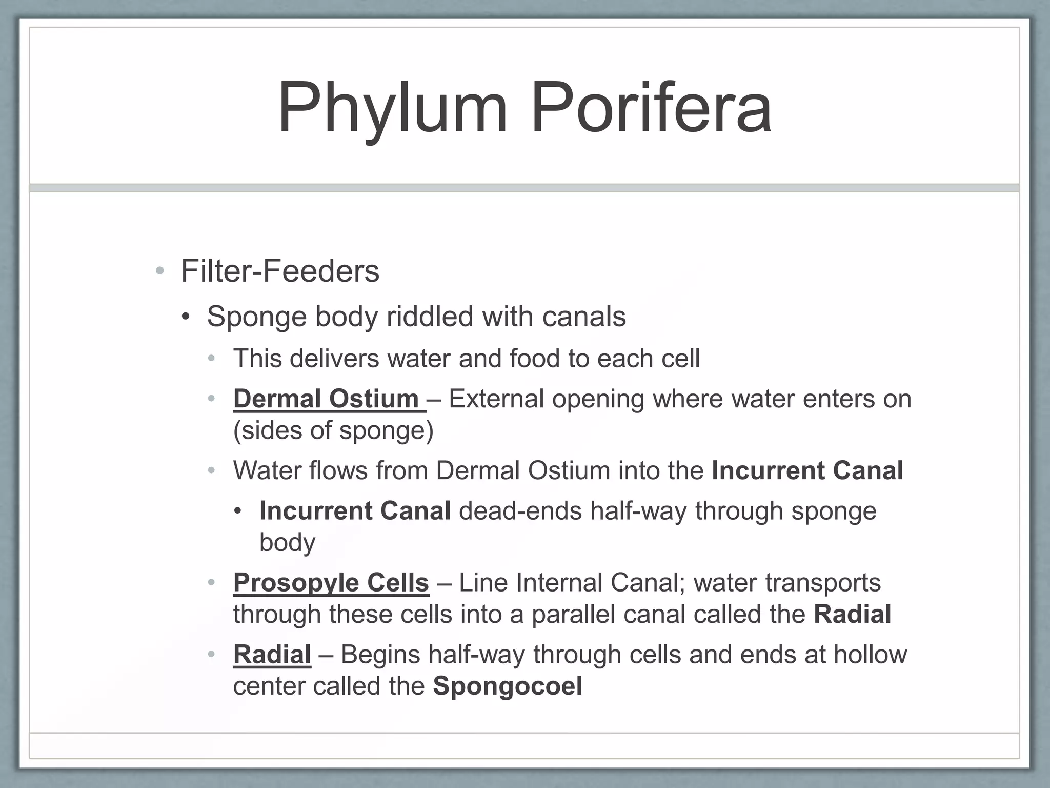 Phylum Porifera

• Filter-Feeders
 • Sponge body riddled with canals
   • This delivers water and food to each cell
   • Dermal Ostium – External opening where water enters on
     (sides of sponge)
   • Water flows from Dermal Ostium into the Incurrent Canal
     • Incurrent Canal dead-ends half-way through sponge
       body
   • Prosopyle Cells – Line Internal Canal; water transports
     through these cells into a parallel canal called the Radial
   • Radial – Begins half-way through cells and ends at hollow
     center called the Spongocoel
 