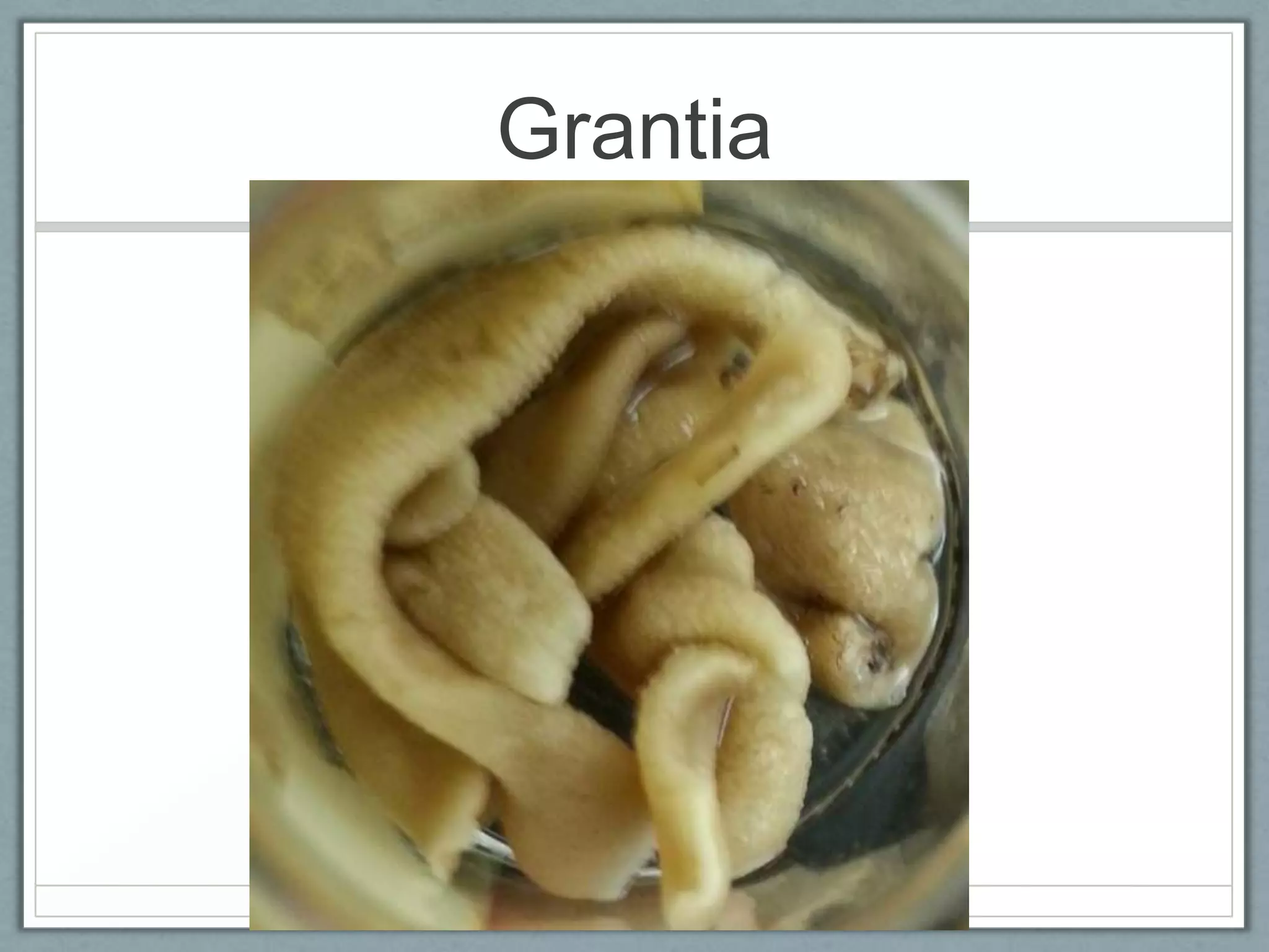 Grantia
 