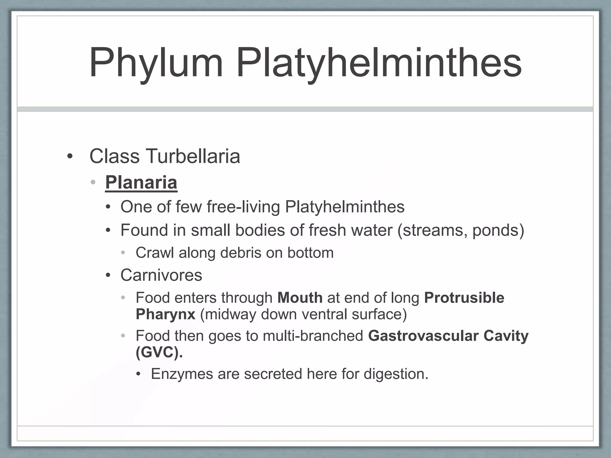 Phylum Platyhelminthes

• Class Turbellaria
  • Planaria
    • One of few free-living Platyhelminthes
    • Found in small bodies of fresh water (streams, ponds)
      • Crawl along debris on bottom
    • Carnivores
      • Food enters through Mouth at end of long Protrusible
        Pharynx (midway down ventral surface)
      • Food then goes to multi-branched Gastrovascular Cavity
        (GVC).
        • Enzymes are secreted here for digestion.
 