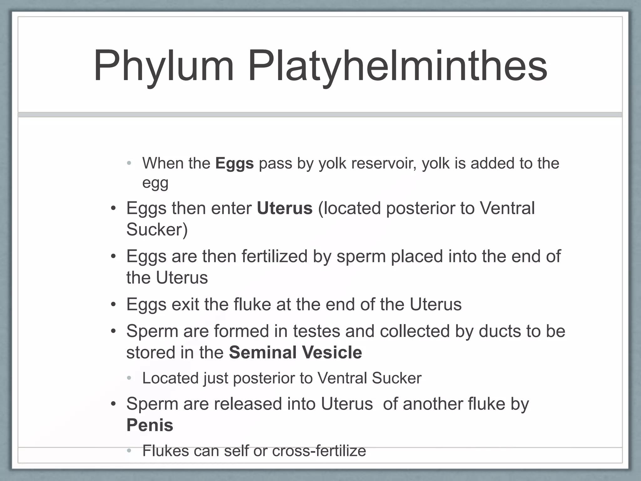 Phylum Platyhelminthes

  • When the Eggs pass by yolk reservoir, yolk is added to the
    egg
• Eggs then enter Uterus (located posterior to Ventral
  Sucker)
• Eggs are then fertilized by sperm placed into the end of
  the Uterus
• Eggs exit the fluke at the end of the Uterus
• Sperm are formed in testes and collected by ducts to be
  stored in the Seminal Vesicle
  • Located just posterior to Ventral Sucker
• Sperm are released into Uterus of another fluke by
  Penis
  • Flukes can self or cross-fertilize
 