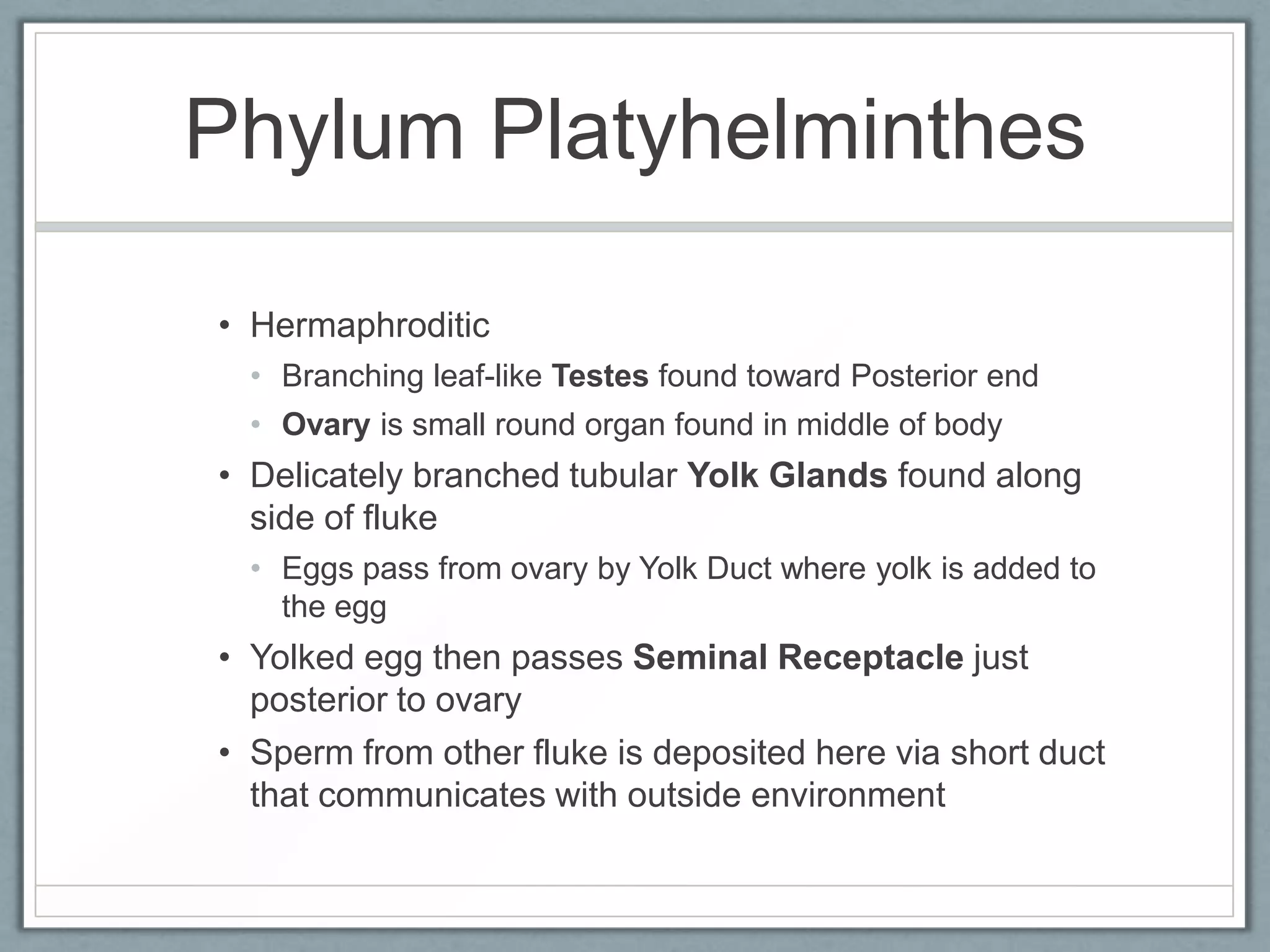 Phylum Platyhelminthes

• Hermaphroditic
  • Branching leaf-like Testes found toward Posterior end
  • Ovary is small round organ found in middle of body
• Delicately branched tubular Yolk Glands found along
  side of fluke
  • Eggs pass from ovary by Yolk Duct where yolk is added to
    the egg
• Yolked egg then passes Seminal Receptacle just
  posterior to ovary
• Sperm from other fluke is deposited here via short duct
  that communicates with outside environment
 