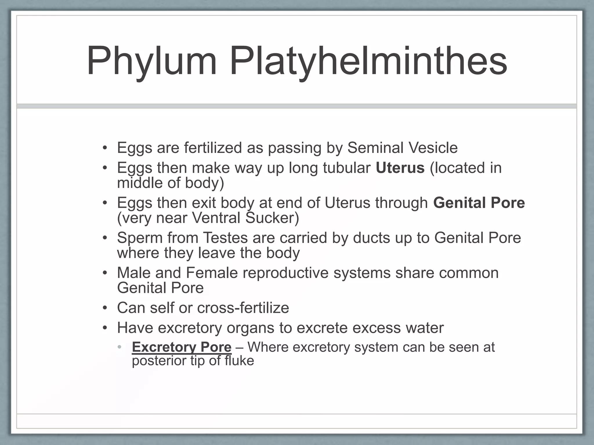 Phylum Platyhelminthes
• Eggs are fertilized as passing by Seminal Vesicle
• Eggs then make way up long tubular Uterus (located in
  middle of body)
• Eggs then exit body at end of Uterus through Genital Pore
  (very near Ventral Sucker)
• Sperm from Testes are carried by ducts up to Genital Pore
  where they leave the body
• Male and Female reproductive systems share common
  Genital Pore
• Can self or cross-fertilize
• Have excretory organs to excrete excess water
  • Excretory Pore – Where excretory system can be seen at
    posterior tip of fluke
 