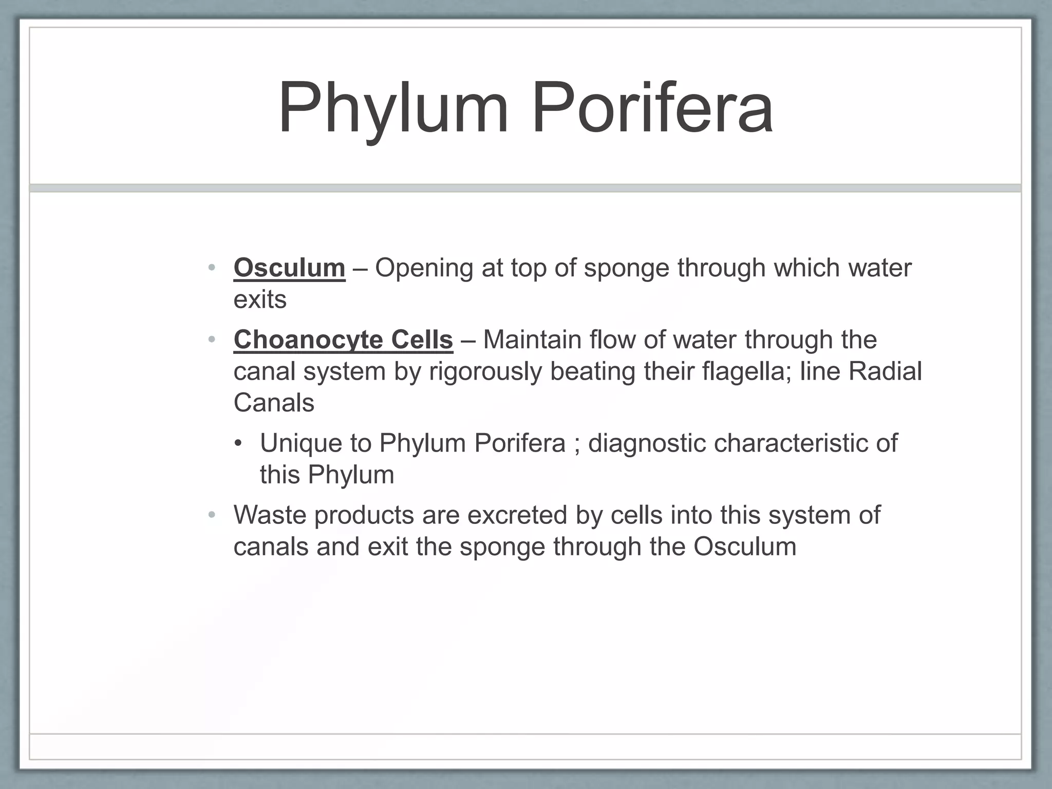 Phylum Porifera

• Osculum – Opening at top of sponge through which water
  exits
• Choanocyte Cells – Maintain flow of water through the
  canal system by rigorously beating their flagella; line Radial
  Canals
  • Unique to Phylum Porifera ; diagnostic characteristic of
    this Phylum
• Waste products are excreted by cells into this system of
  canals and exit the sponge through the Osculum
 