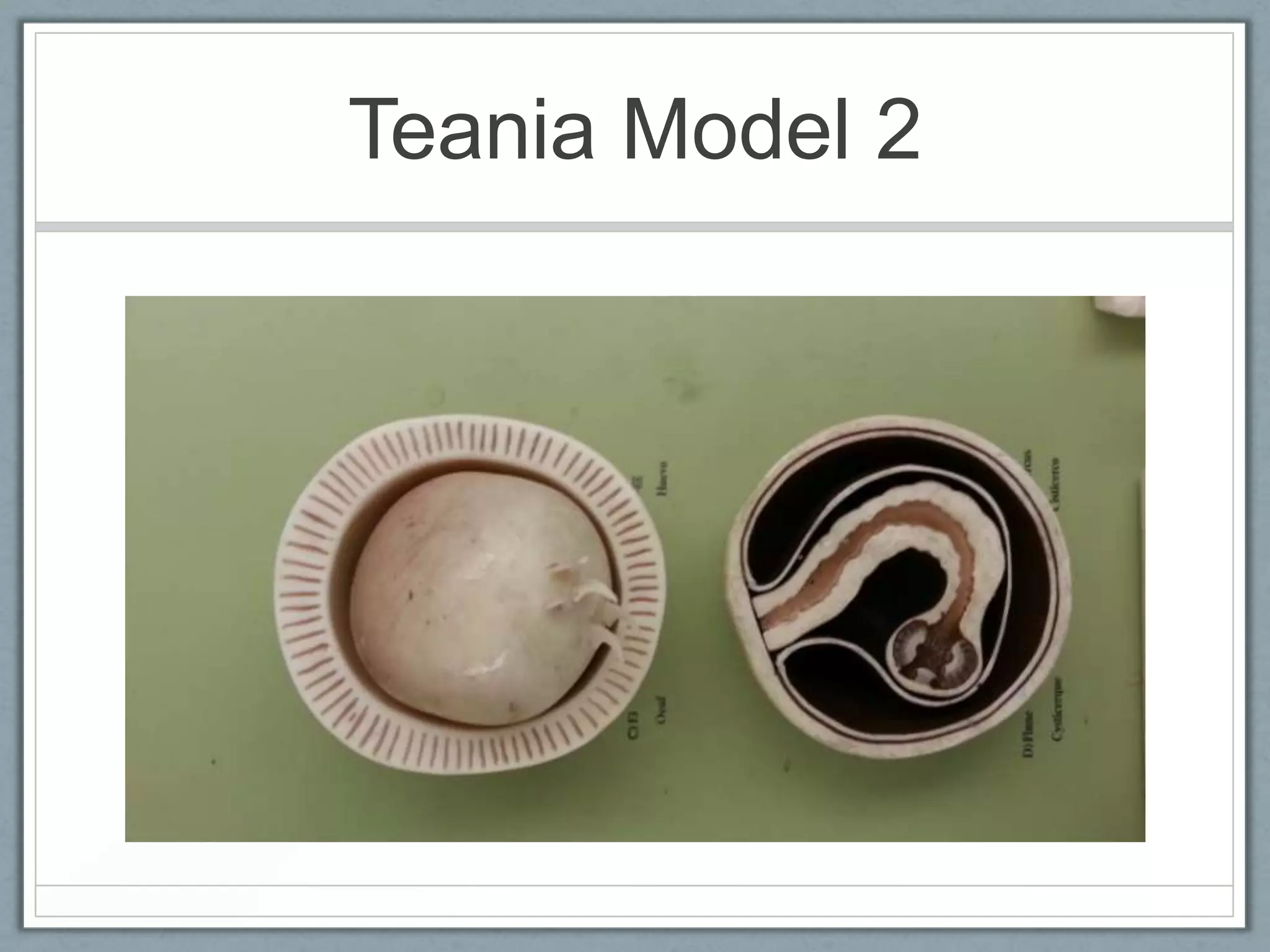Teania Model 2
 