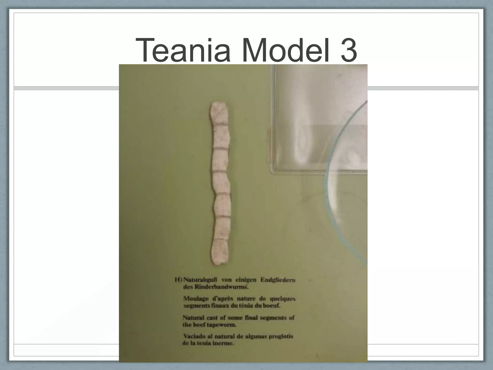 Teania Model 3
 