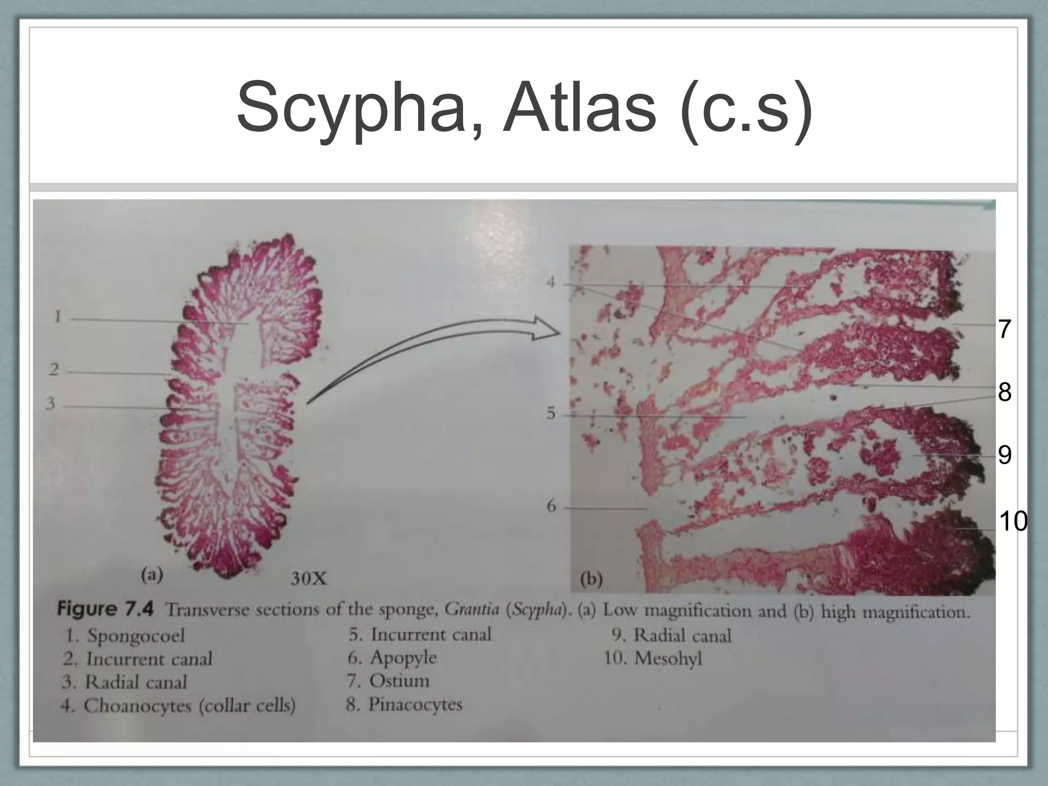 Scypha, Atlas (c.s)

                      7

                      8

                      9

                      10
 