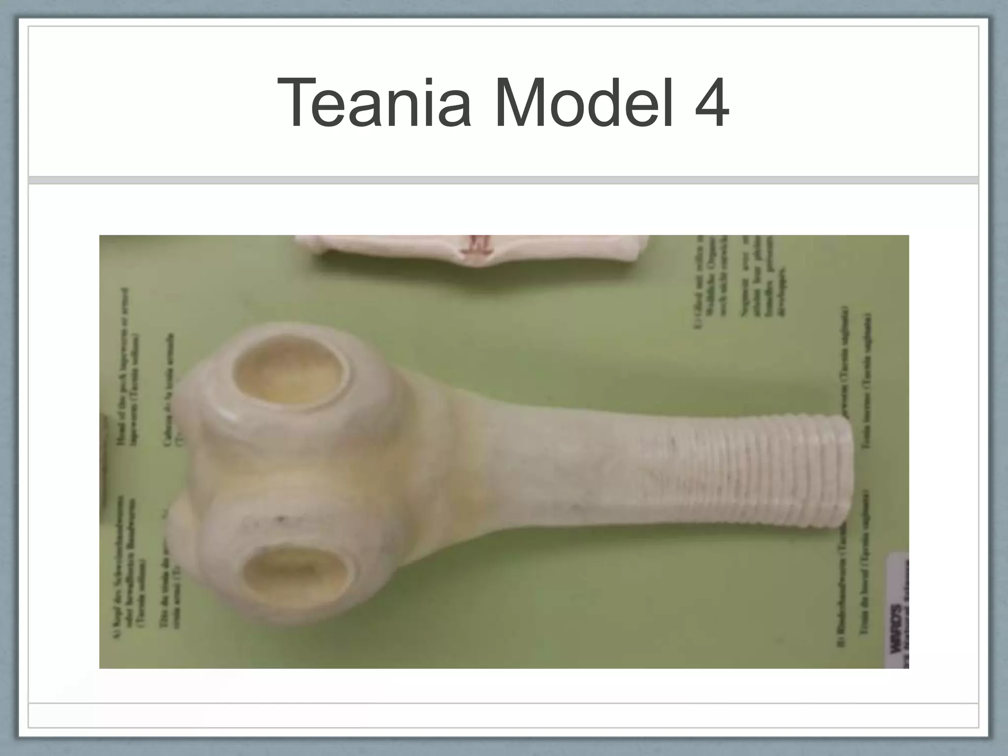 Teania Model 4
 