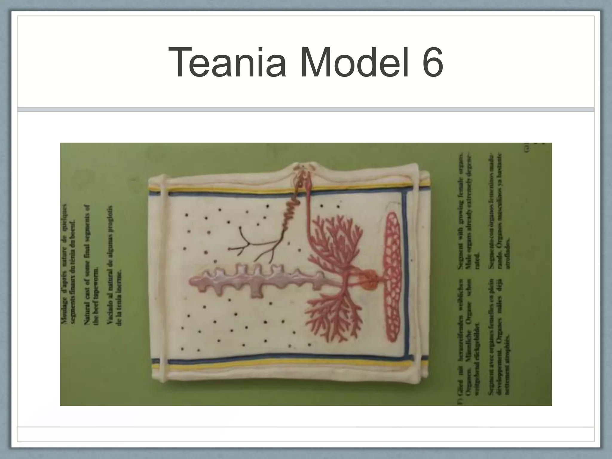 Teania Model 6
 