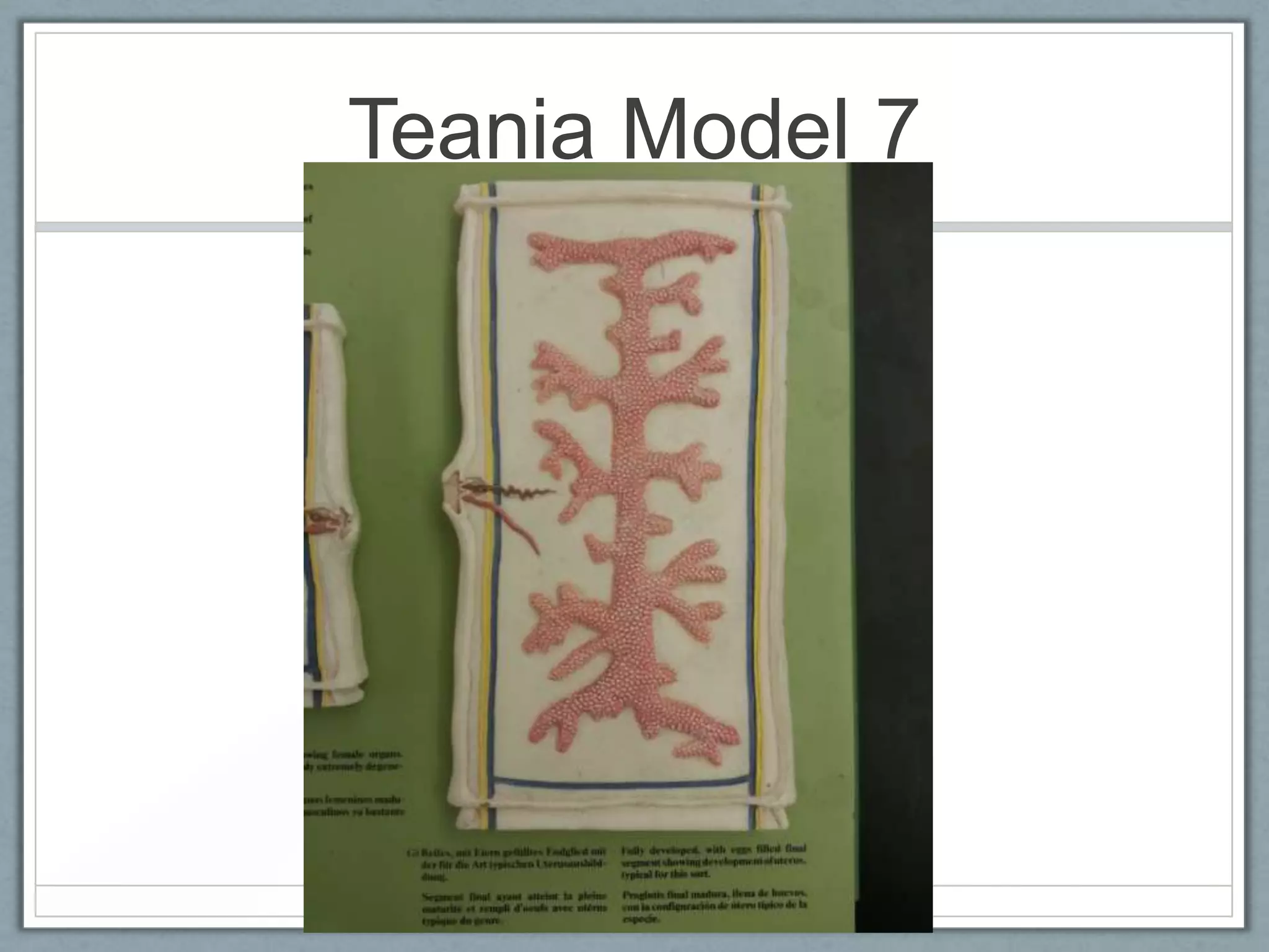 Teania Model 7
 