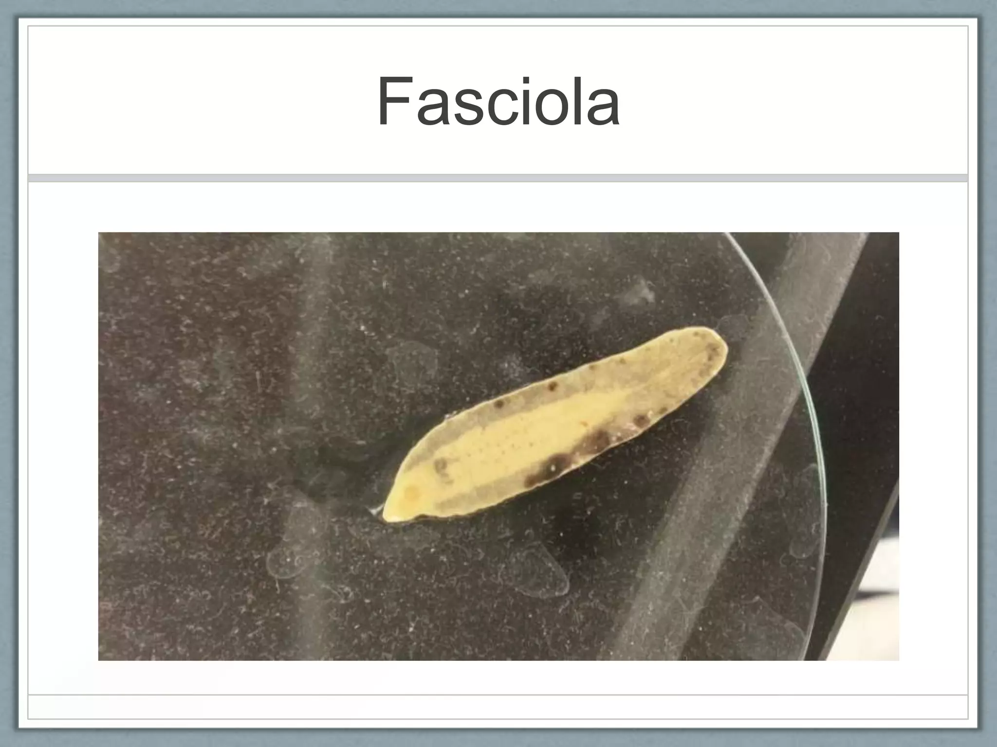 Fasciola
 
