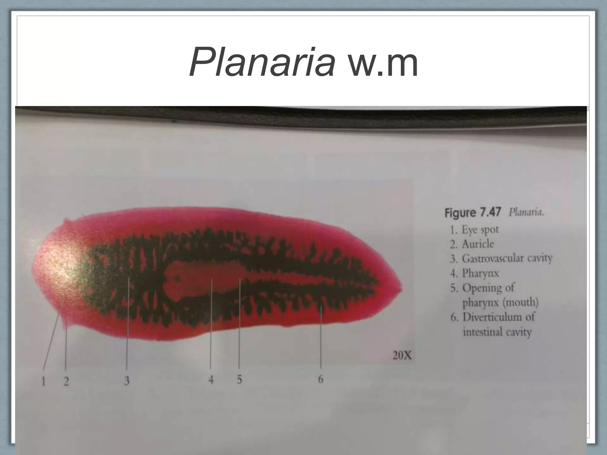 Planaria w.m
 