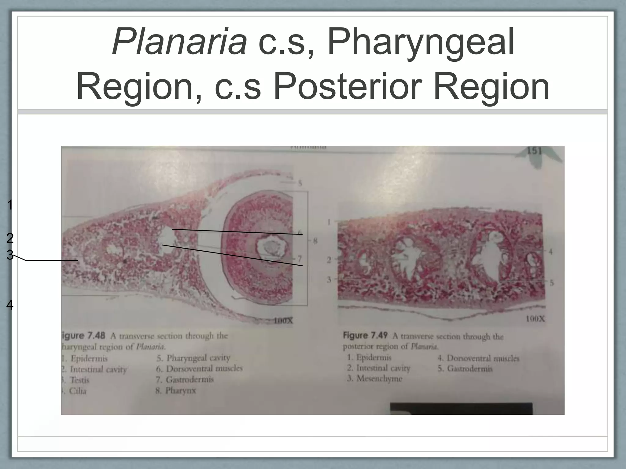 Planaria c.s, Pharyngeal
    Region, c.s Posterior Region

1

2
3


4
 