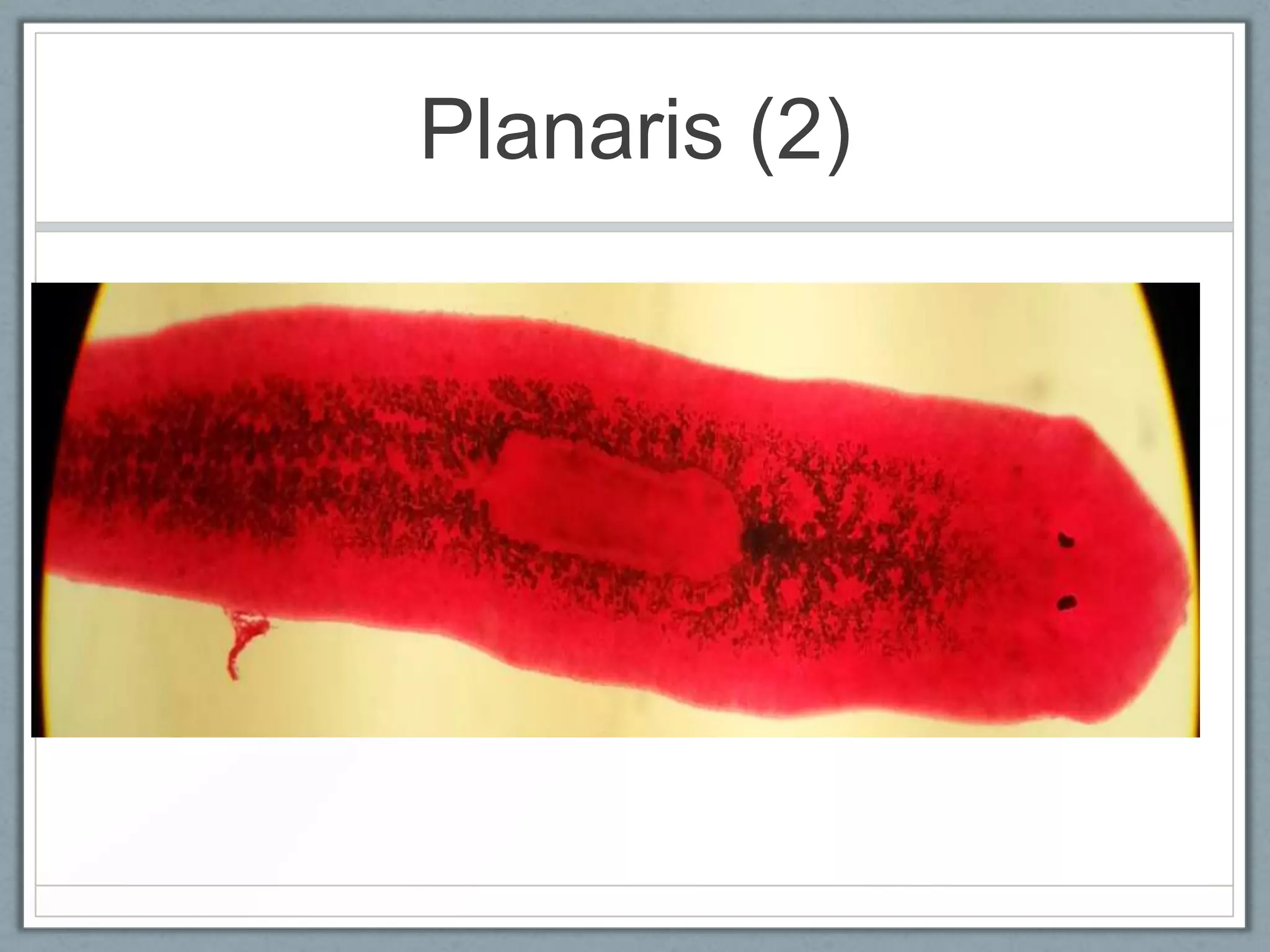 Planaris (2)
 