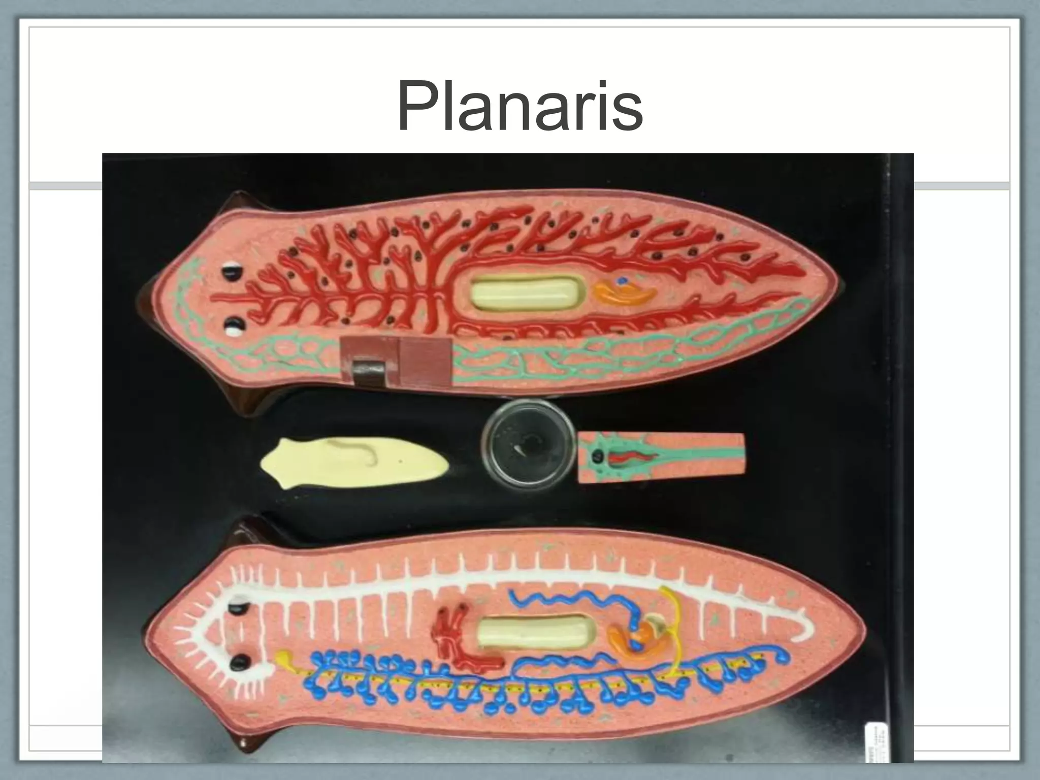 Planaris
 