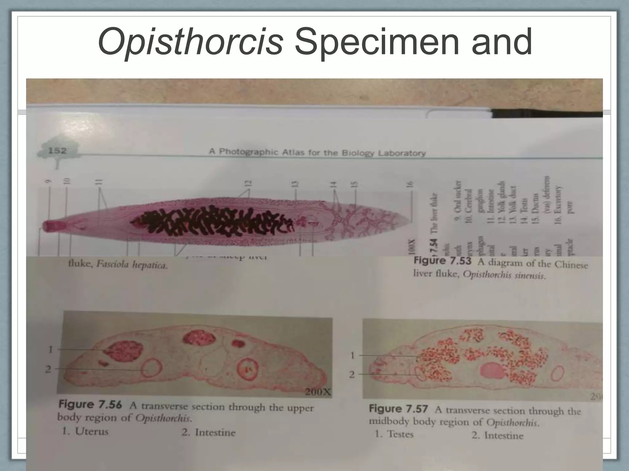 Opisthorcis Specimen and
            c.s
 