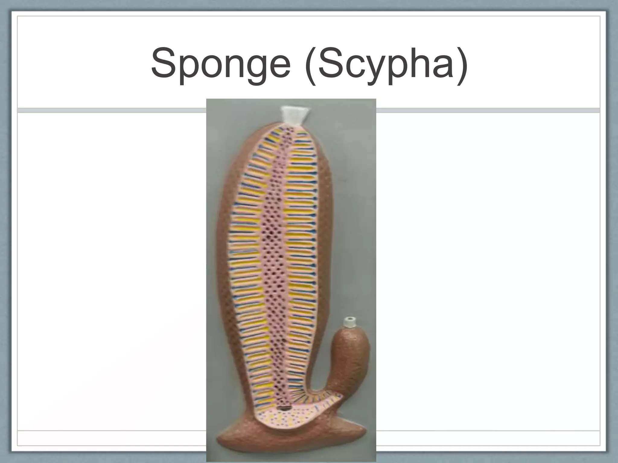 Sponge (Scypha)
 