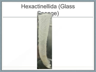 Hexactinellida (Glass
     Sponge)
 
