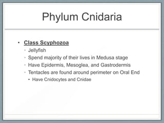 Phylum Cnidaria

• Class Scyphozoa
  •   Jellyfish
  •   Spend majority of their lives in Medusa stage
  •   Have Epidermi...