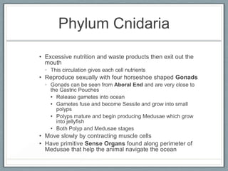 Phylum Cnidaria
• Excessive nutrition and waste products then exit out the
  mouth
  • This circulation gives each cell nu...