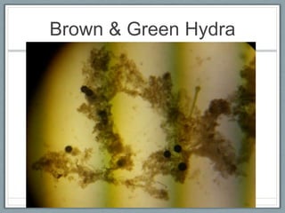 Brown & Green Hydra
 