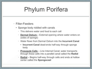 Phylum Porifera

• Filter-Feeders
 • Sponge body riddled with canals
   • This delivers water and food to each cell
   • D...