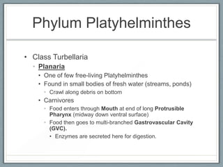 Phylum Platyhelminthes

• Class Turbellaria
  • Planaria
    • One of few free-living Platyhelminthes
    • Found in small...