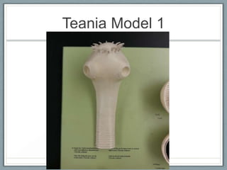 Teania Model 1
 