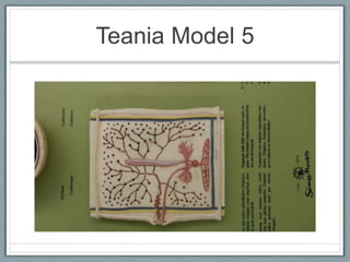 Teania Model 5
 