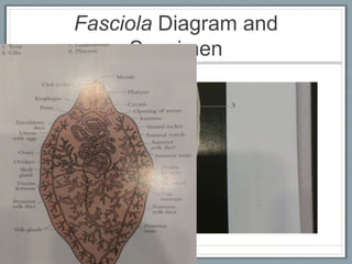 Fasciola Diagram and
     Specimen
 