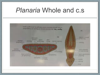 Planaria Whole and c.s
 