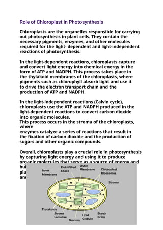Chloroplasts are the organelles responsible for carrying
out photosynthesis in plant cells. They contain the
necessary pigments, enzymes, and other molecules
required for the light- dependent and light-independent
reactions of photosynthesis.
In the light-dependent reactions, chloroplasts capture
and convert light energy into chemical energy in the
form of ATP and NADPH. This process takes place in
the thylakoid membranes of the chloroplasts, where
pigments such as chlorophyll absorb light and use it
to drive the electron transport chain and the
production of ATP and NADPH.
In the light-independent reactions (Calvin cycle),
chloroplasts use the ATP and NADPH produced in the
light-dependent reactions to convert carbon dioxide
into organic molecules.
This process occurs in the stroma of the chloroplasts,
where
enzymes catalyze a series of reactions that result in
the fixation of carbon dioxide and the production of
sugars and other organic compounds.
Overall, chloroplasts play a crucial role in photosynthesis
by capturing light energy and using it to produce
organic molecules that serve as a source of energy and
building blocks for the plant. Without chloroplasts,
plants would not be able to carry out photosynthesis
and produce their own food.
 