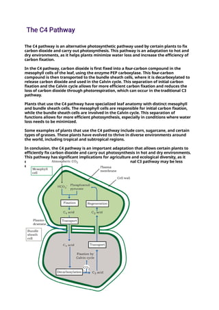 The C4 pathway is an alternative photosynthetic pathway used by certain plants to fix
carbon dioxide and carry out photosynthesis. This pathway is an adaptation to hot and
dry environments, as it helps plants minimize water loss and increase the efficiency of
carbon fixation.
In the C4 pathway, carbon dioxide is first fixed into a four-carbon compound in the
mesophyll cells of the leaf, using the enzyme PEP carboxylase. This four-carbon
compound is then transported to the bundle sheath cells, where it is decarboxylated to
release carbon dioxide and used in the Calvin cycle. This separation of initial carbon
fixation and the Calvin cycle allows for more efficient carbon fixation and reduces the
loss of carbon dioxide through photorespiration, which can occur in the traditional C3
pathway.
Plants that use the C4 pathway have specialized leaf anatomy with distinct mesophyll
and bundle sheath cells. The mesophyll cells are responsible for initial carbon fixation,
while the bundle sheath cells are involved in the Calvin cycle. This separation of
functions allows for more efficient photosynthesis, especially in conditions where water
loss needs to be minimized.
Some examples of plants that use the C4 pathway include corn, sugarcane, and certain
types of grasses. These plants have evolved to thrive in diverse environments around
the world, including tropical and subtropical regions.
In conclusion, the C4 pathway is an important adaptation that allows certain plants to
efficiently fix carbon dioxide and carry out photosynthesis in hot and dry environments.
This pathway has significant implications for agriculture and ecological diversity, as it
enables plants to thrive in conditions where the traditional C3 pathway may be less
efficient.
 