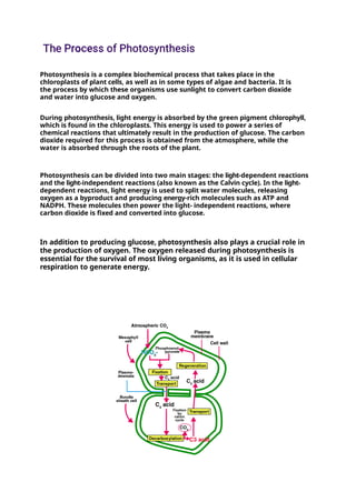 Photosynthesis is a complex biochemical process that takes place in the
chloroplasts of plant cells, as well as in some types of algae and bacteria. It is
the process by which these organisms use sunlight to convert carbon dioxide
and water into glucose and oxygen.
During photosynthesis, light energy is absorbed by the green pigment chlorophyll,
which is found in the chloroplasts. This energy is used to power a series of
chemical reactions that ultimately result in the production of glucose. The carbon
dioxide required for this process is obtained from the atmosphere, while the
water is absorbed through the roots of the plant.
Photosynthesis can be divided into two main stages: the light-dependent reactions
and the light-independent reactions (also known as the Calvin cycle). In the light-
dependent reactions, light energy is used to split water molecules, releasing
oxygen as a byproduct and producing energy-rich molecules such as ATP and
NADPH. These molecules then power the light- independent reactions, where
carbon dioxide is fixed and converted into glucose.
In addition to producing glucose, photosynthesis also plays a crucial role in
the production of oxygen. The oxygen released during photosynthesis is
essential for the survival of most living organisms, as it is used in cellular
respiration to generate energy.
 