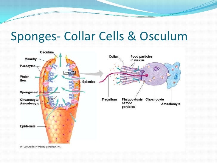 Biology presentation