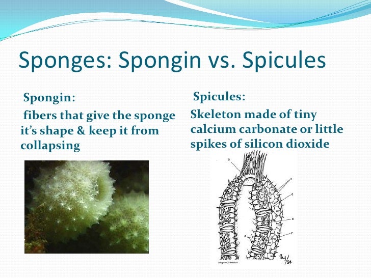 Biology presentation