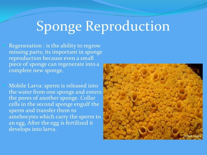 Biology presentation