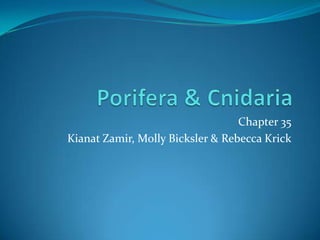 Porifera & Cnidaria Chapter 35 KianatZamir, Molly Bicksler & Rebecca Krick 