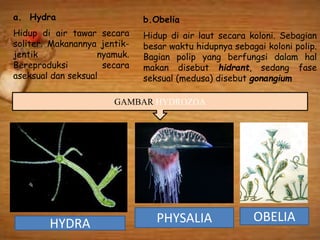 a. Hydra
Hidup di air tawar secara
soliter. Makanannya jentik-
jentik nyamuk.
Bereproduksi secara
aseksual dan seksual
b.Obelia
Hidup di air laut secara koloni. Sebagian
besar waktu hidupnya sebagai koloni polip.
Bagian polip yang berfungsi dalam hal
makan disebut hidrant, sedang fase
seksual (medusa) disebut gonangium
GAMBAR HYDROZOA
HYDRA PHYSALIA OBELIA
 