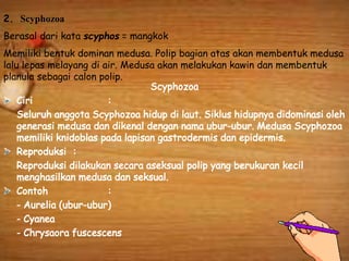 2. Scyphozoa
Berasal dari kata scyphos = mangkok
Memiliki bentuk dominan medusa. Polip bagian atas akan membentuk medusa
lalu lepas melayang di air. Medusa akan melakukan kawin dan membentuk
planula sebagai calon polip.
 